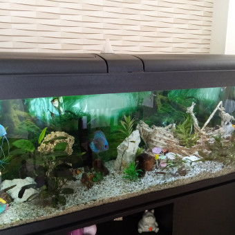 aquariophile toto73