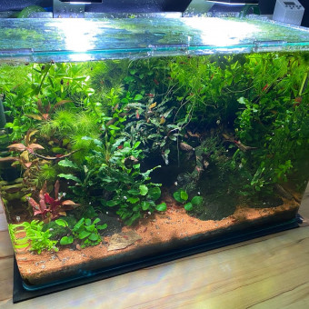 aquariophile UnrealEmma