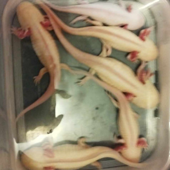 aquariophile annegiquello