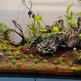 aquariophile Serve
