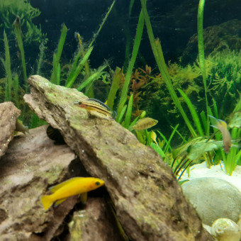 aquariophile siavreg