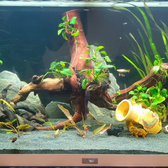 aquariophile Stef0535