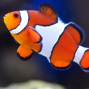 aquariophile rochton