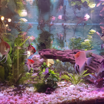 aquariophile Perciflette44