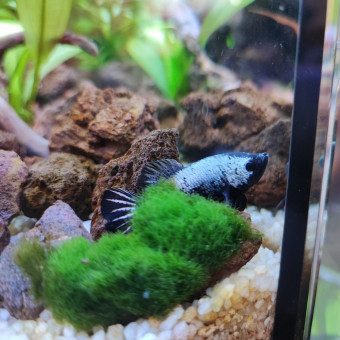 aquariophile foxy.samourai