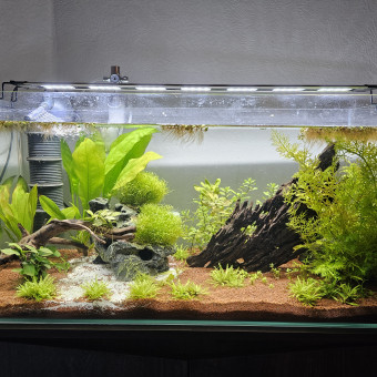 aquariophile emilie458