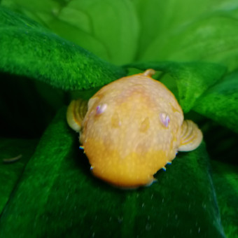 aquariophile DidierDM