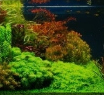 aquariophile AQUAPRO
