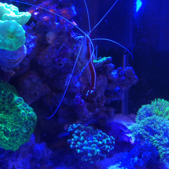 aquariophile Seb77184