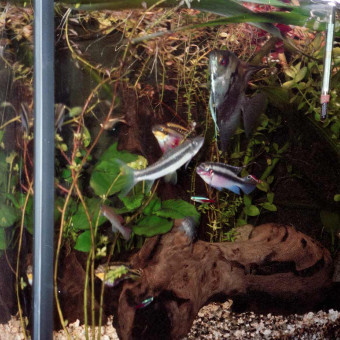 aquariophile pat_der2003