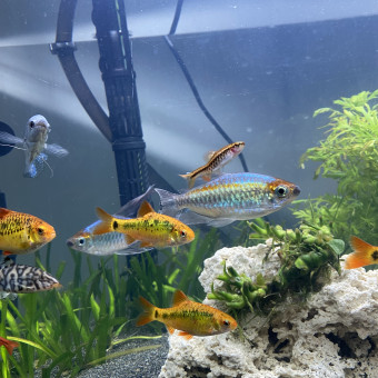 aquariophile Celia2002