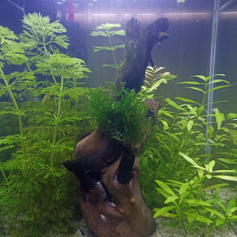 aquariophile Elninyo