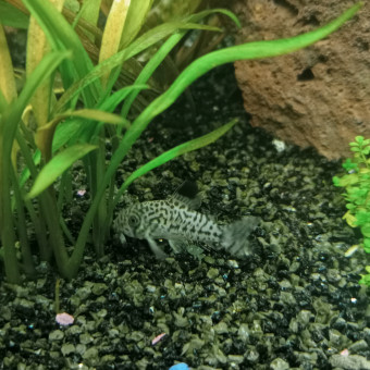 aquariophile Ocel55