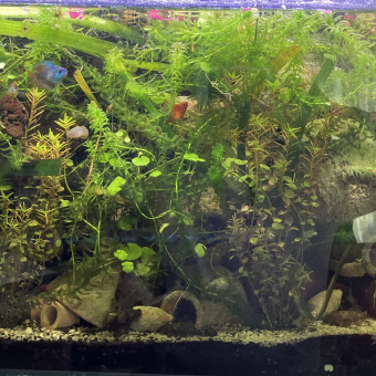 aquariophile Pate