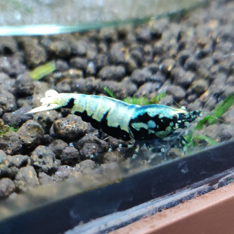 aquariophile Arno19