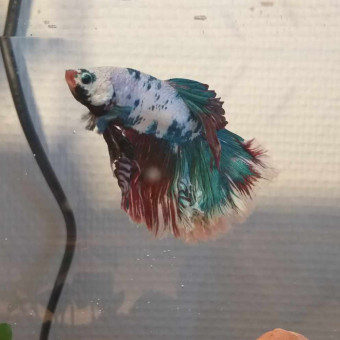 aquariophile JSFDL