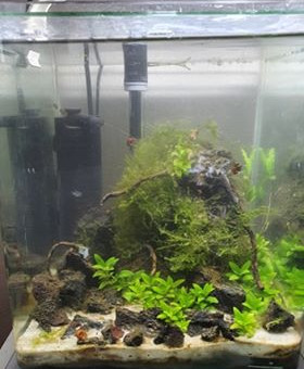 aquariophile alex4511