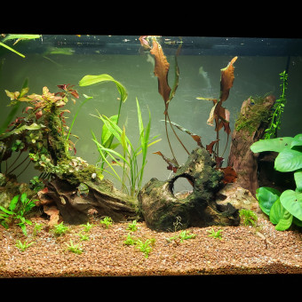 aquariophile Adri_974