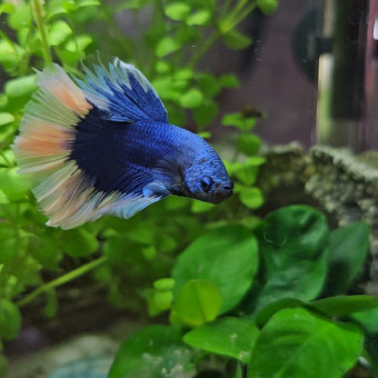 aquariophile Sanlana