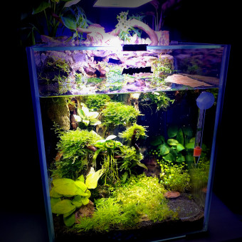 aquariophile Arno51