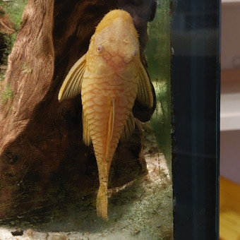 aquariophile Laura27