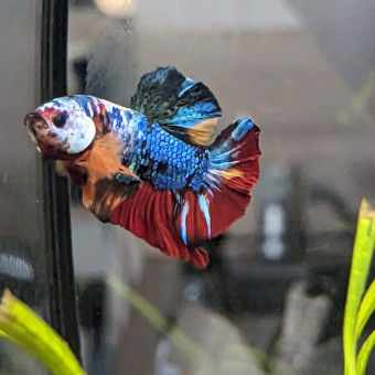 aquariophile Abl82