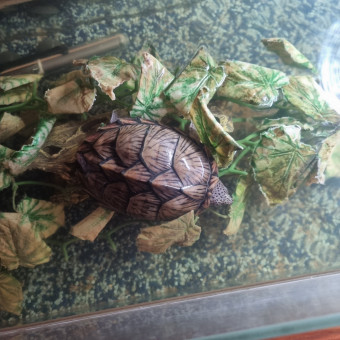 aquariophile Meline45520