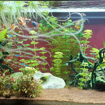 aquariophile Pruneau