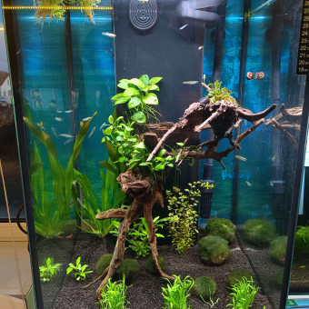 aquariophile Denesco