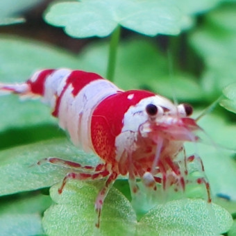 aquariophile alrom44390