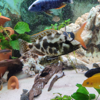 aquariophile Tchambo