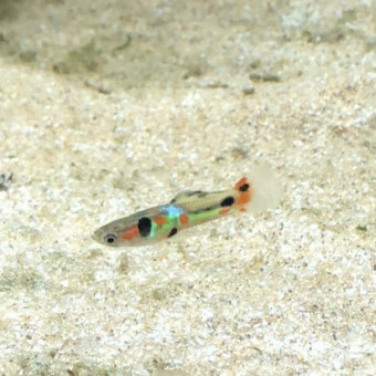 aquariophile Yaskifo