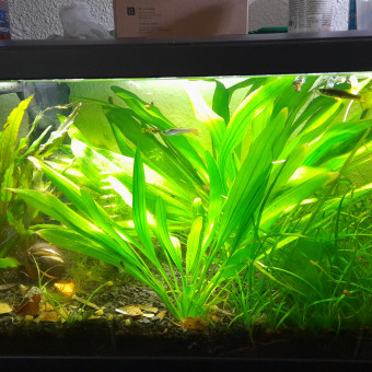 aquariophile guillaume-lcz