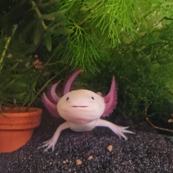 aquariophile Diane33
