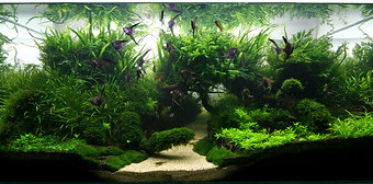 aquariophile Morgane.wke