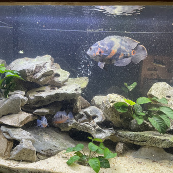 aquariophile pascalm