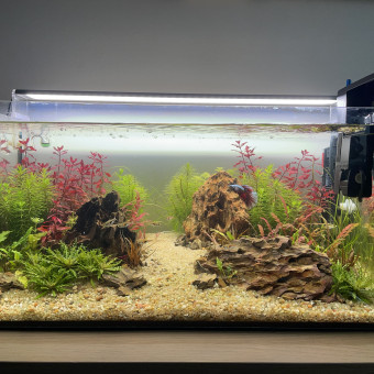 aquariophile Thosan