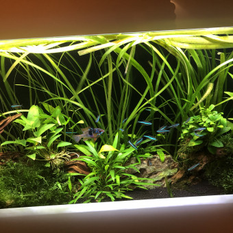 aquariophile Bobsmalto1898