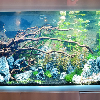 aquariophile christophe34