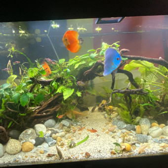 aquariophile AquapasionRD