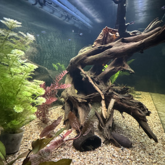 aquariophile Mythical
