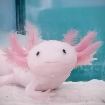 aquariophile Axororo
