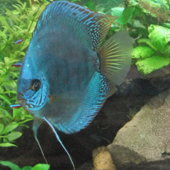 aquariophile Olivier65