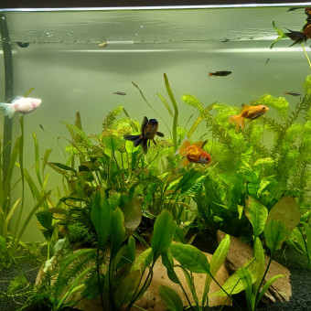aquariophile alexandra44000