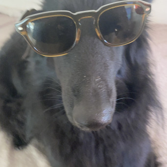 aquariophile Planchetournoire