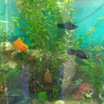 aquariophile Fabrice.RS06