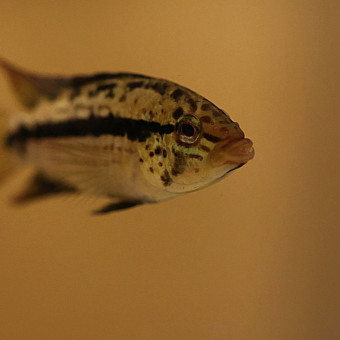 aquariophile Clement72