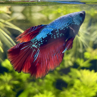 aquariophile HugoEscargot