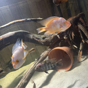 aquariophile emilie25560