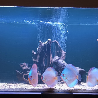 aquariophile Scalpas